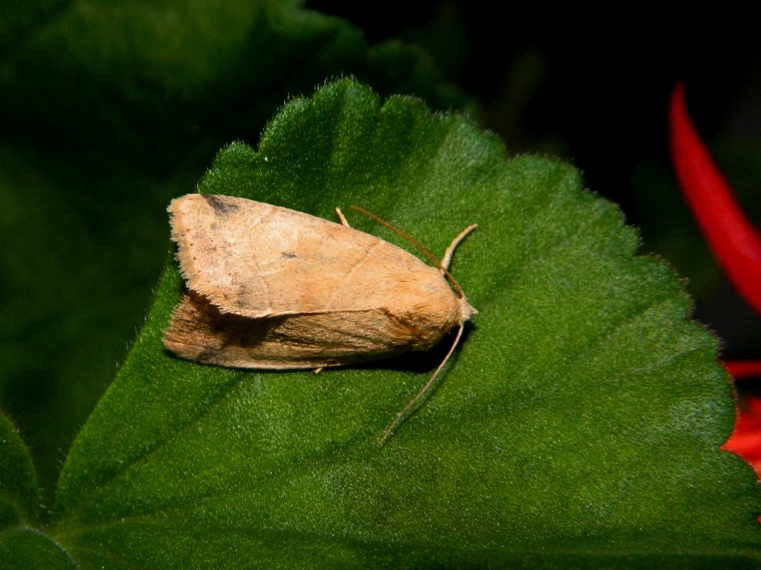 Cosmia trapezina
